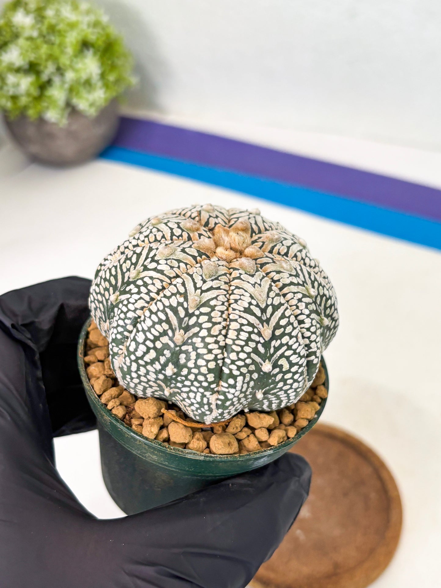 Astrophytum Star Shape (at2) (b5) | Japanese Import