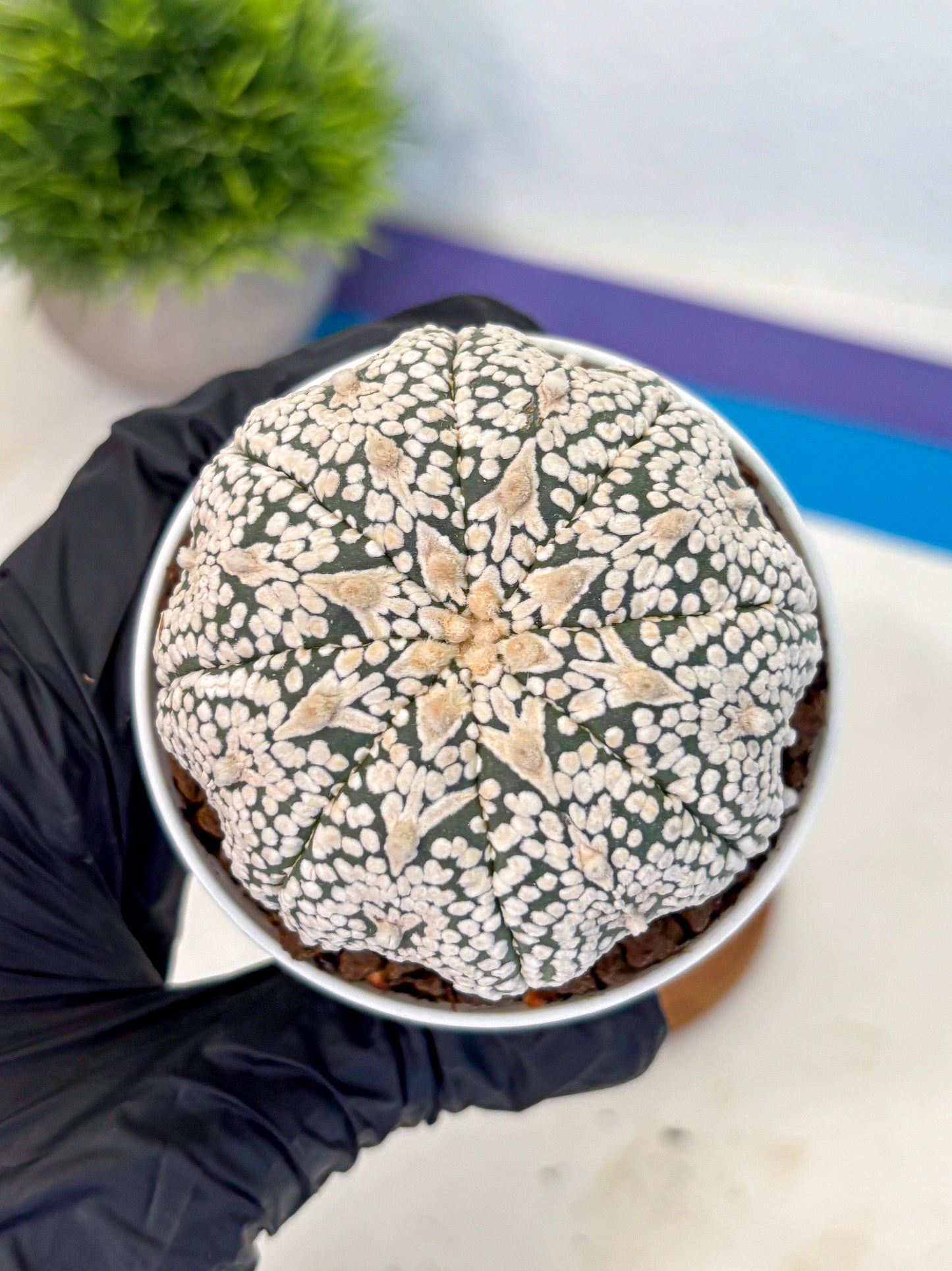 Astrophytum V Type (at5) (10) |  Sea urchin cactus
