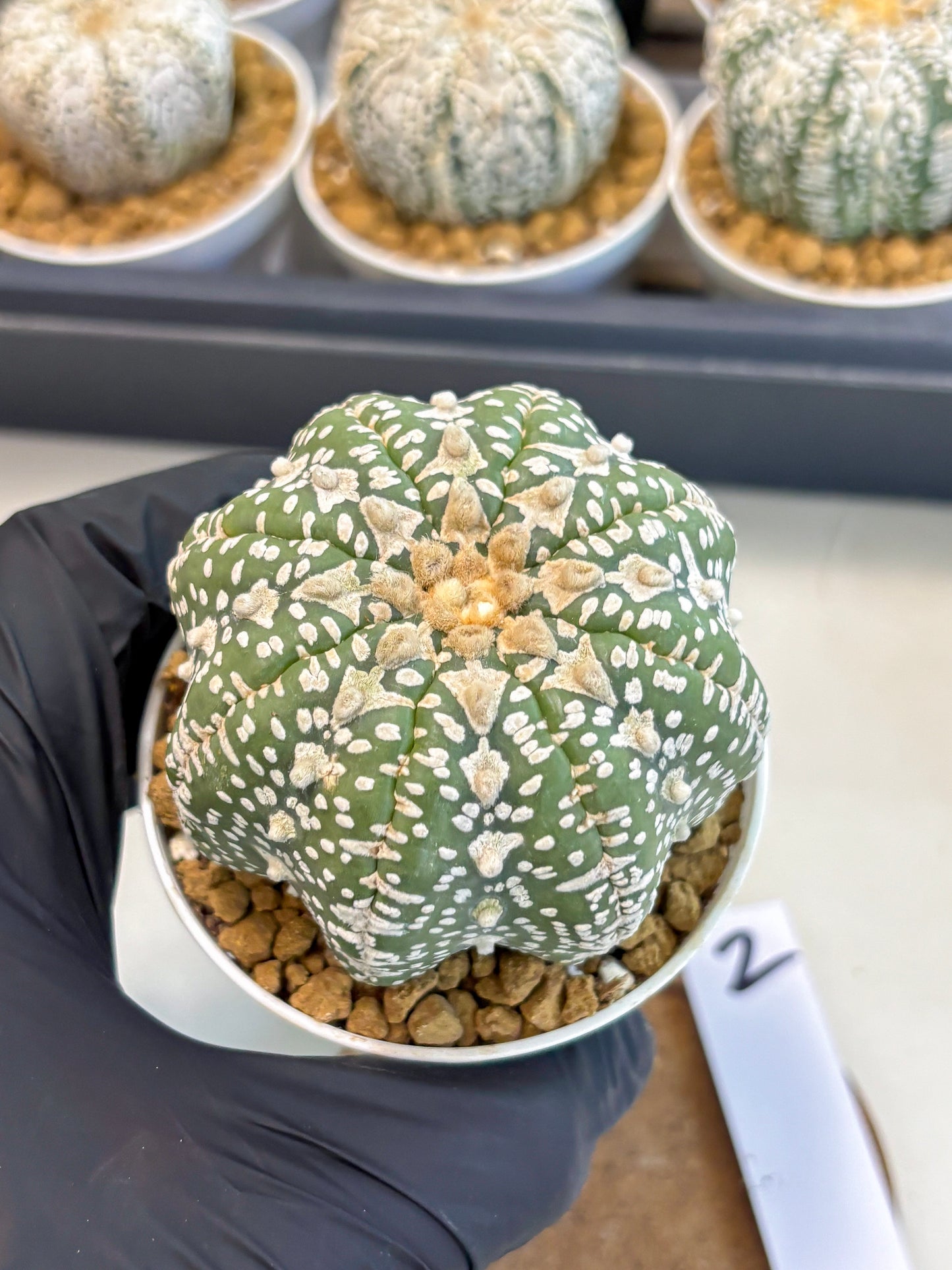 Astrophytum V-Type (at5) (y2) | Rare imported Plant