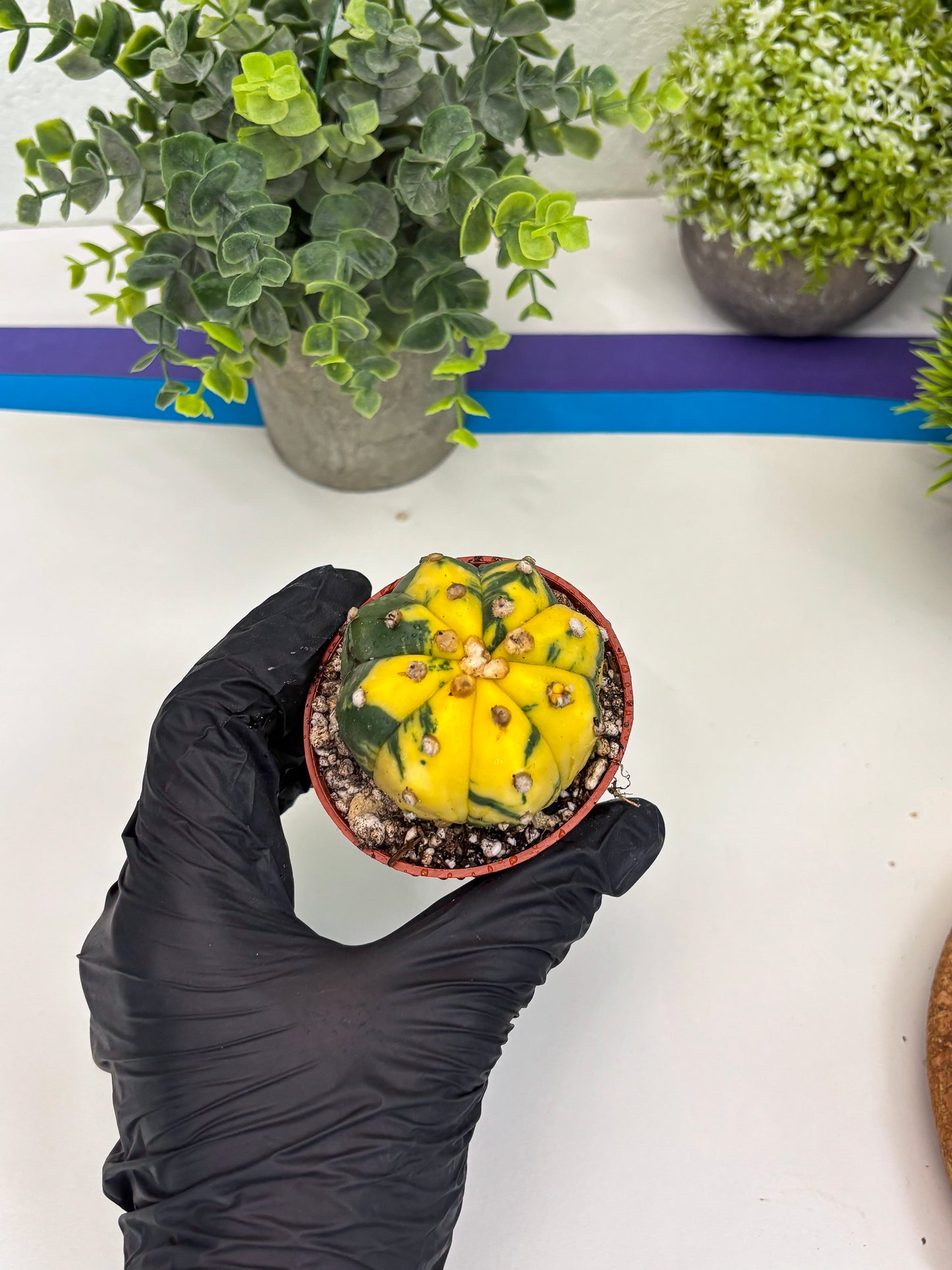 Astrophytum Variegated (T5) (o4) | Nevada Plant Seller | 3" Pot