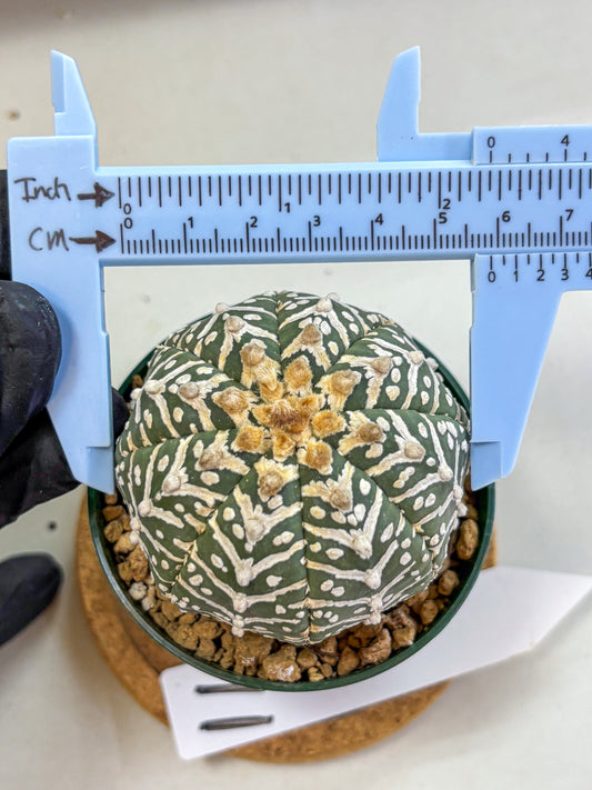 Astrophytum V Type (at2) (11) | Live Plant | Rare Collection