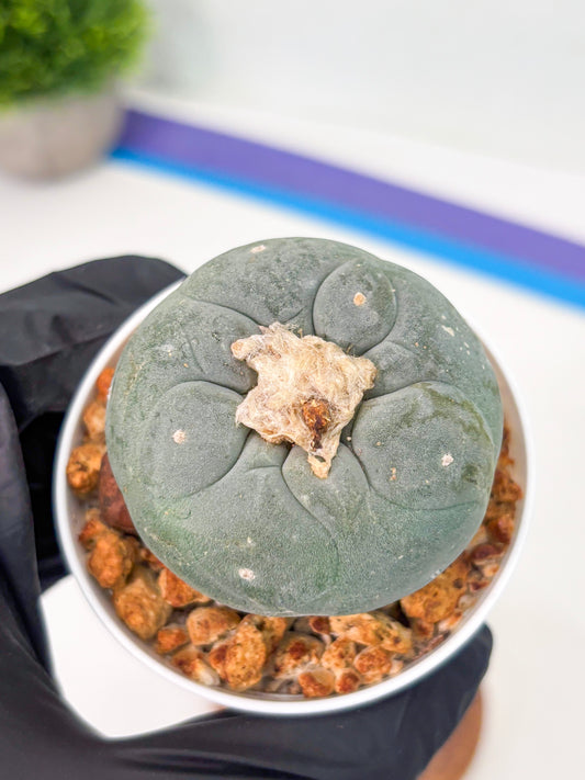 Spineless Cactus (Lo1) (b3) | For Advanced Growers