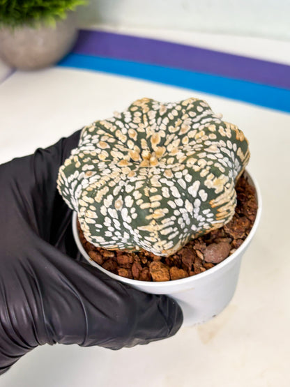 Astrophytum Star Shape (at4) (g7) | Imported Plant