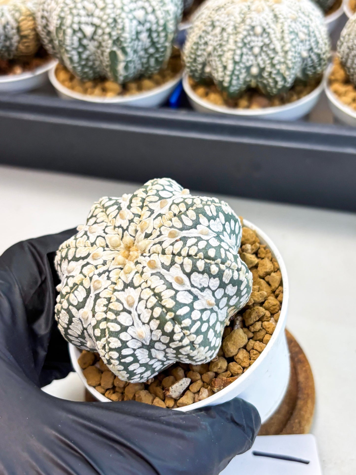 Astrophytum Star Shape (at4) (g1) | Imported Plant