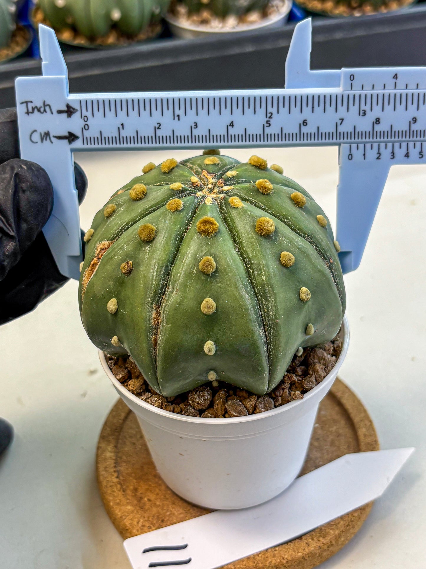 Astrophytum Nudum (at9) (11) | Live Cactus
