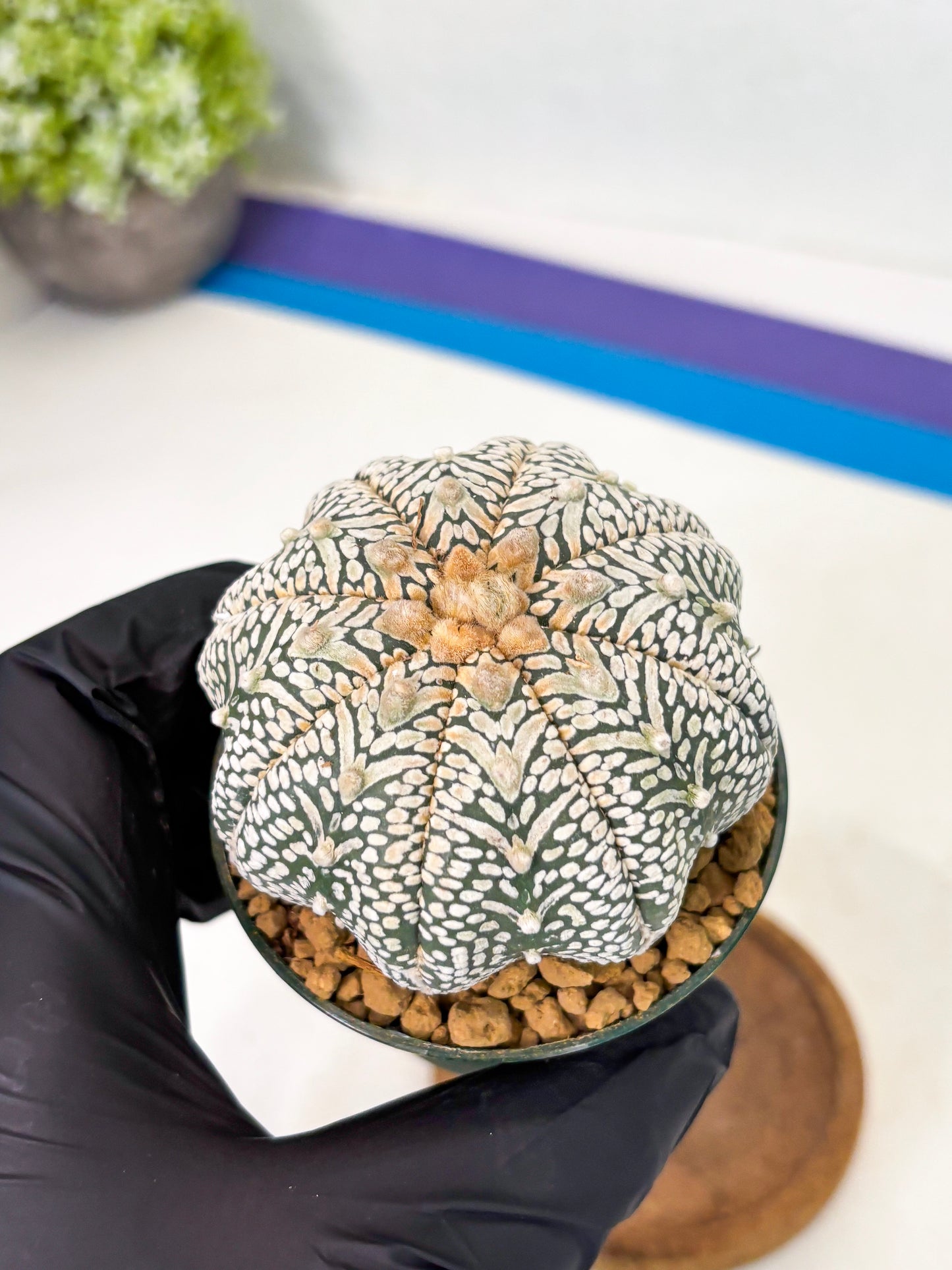 Astrophytum Star Shape (at2) (b5) | Japanese Import