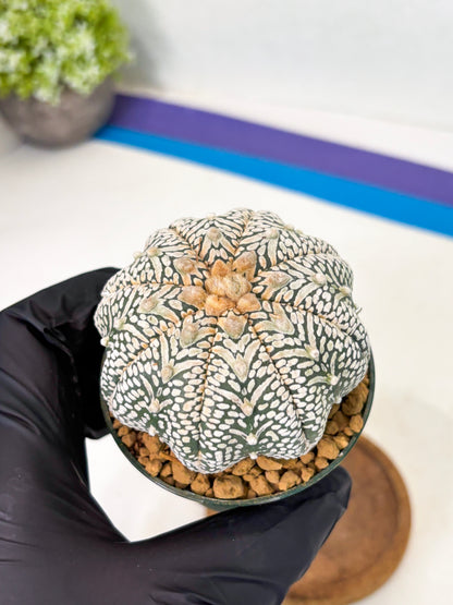 Astrophytum Star Shape (at2) (b5) | Japanese Import