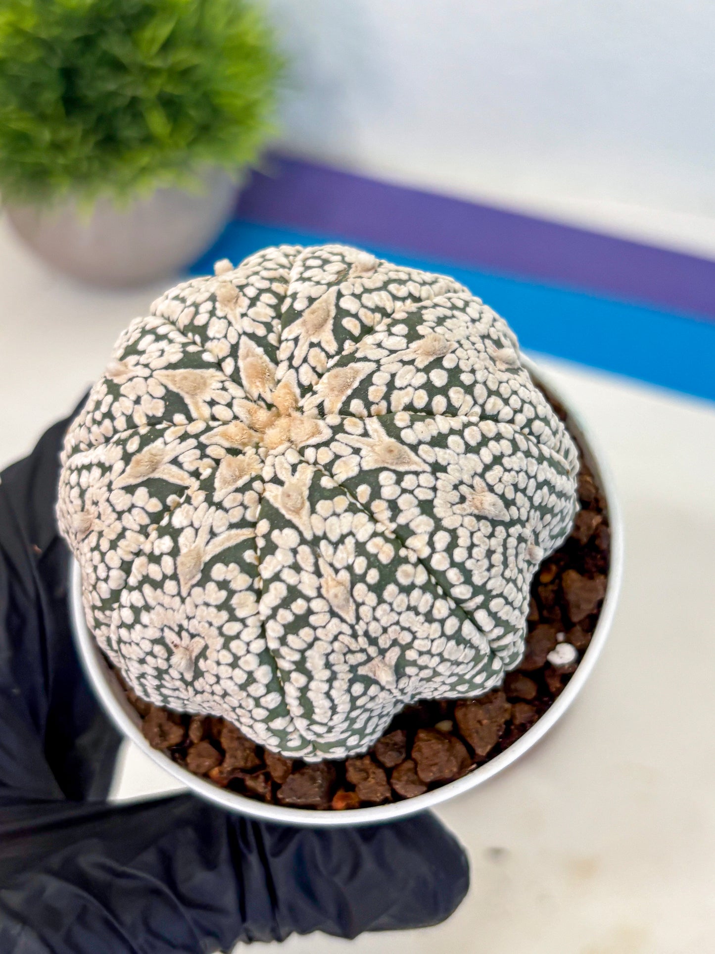 Astrophytum V Type (at5) (10) |  Sea urchin cactus