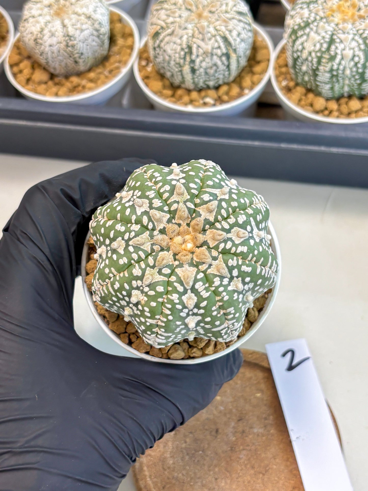 Astrophytum V-Type (at5) (y2) | Rare imported Plant