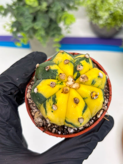 Astrophytum Variegated (T5) (o4) | Nevada Plant Seller | 3" Pot