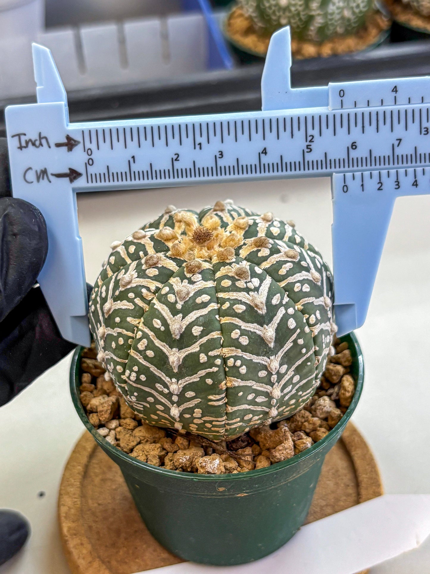 Astrophytum V Type (at2) (11) | Live Plant | Rare Collection