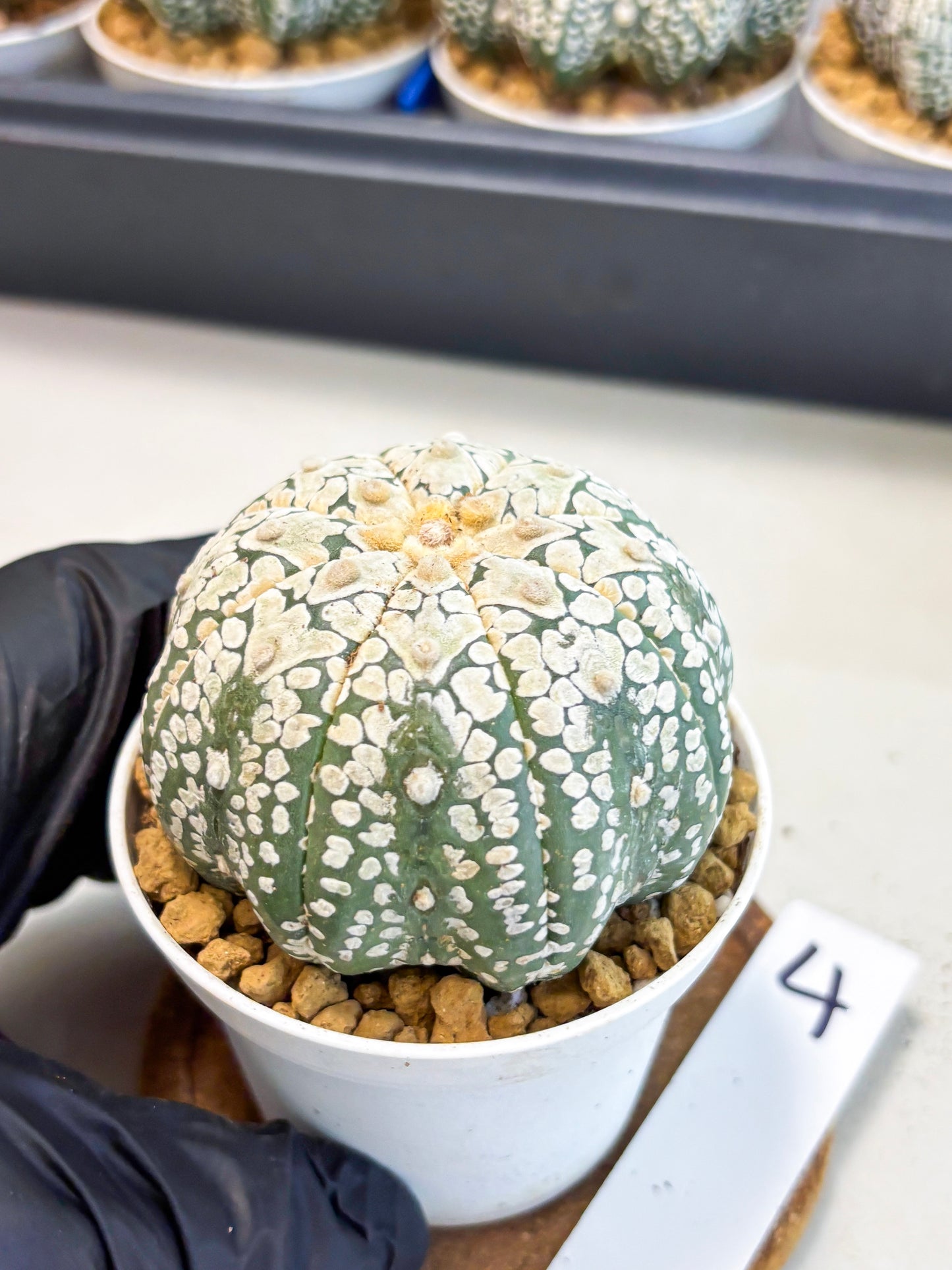 Astrophytum V-Type (at4) (r4) | Ship from Nevada