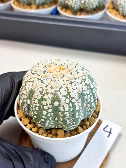 Astrophytum V-Type (at4) (r4) | Ship from Nevada