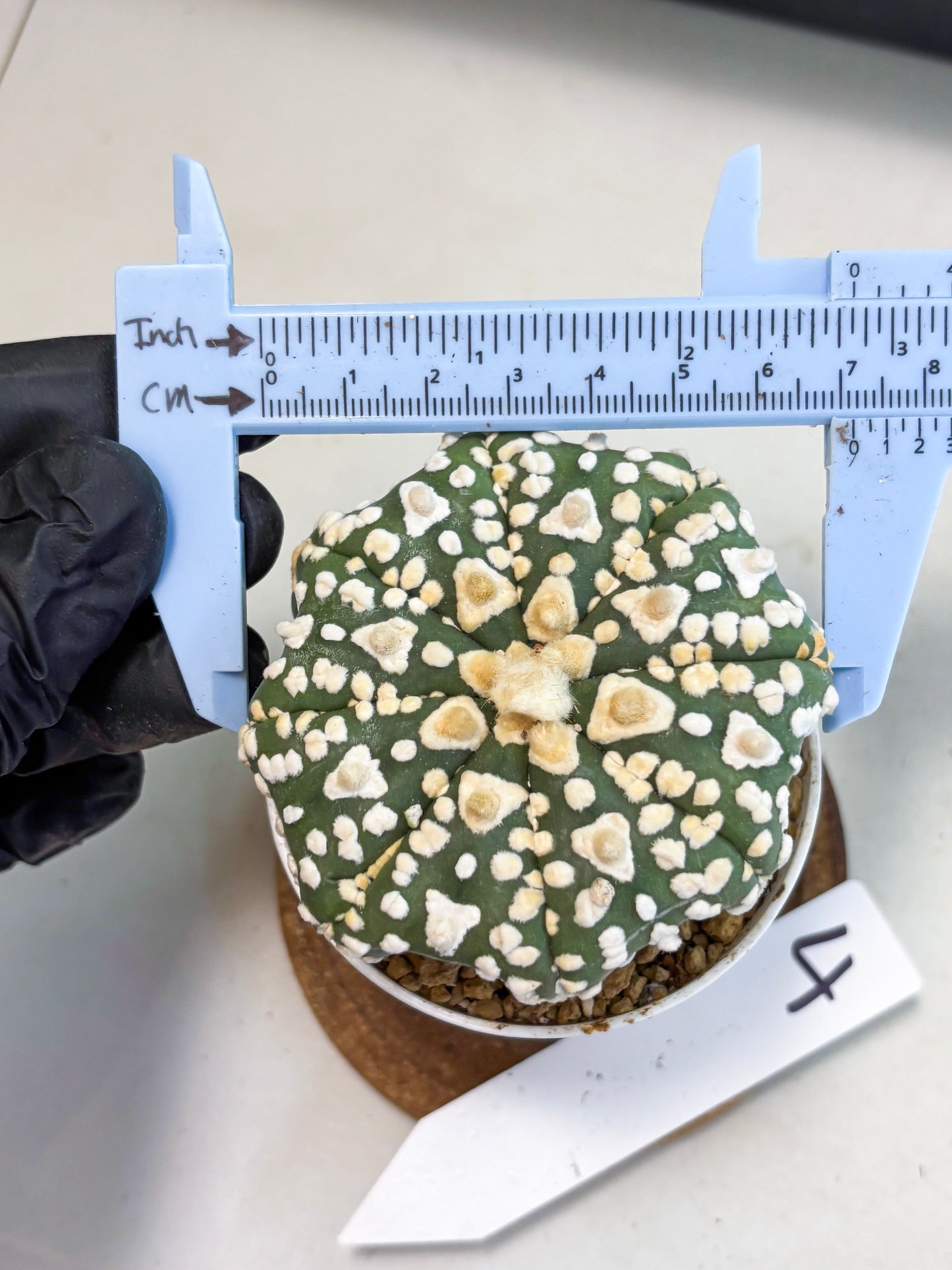 Astrophytum V-Type (at4) (y4) | Ship from Nevada