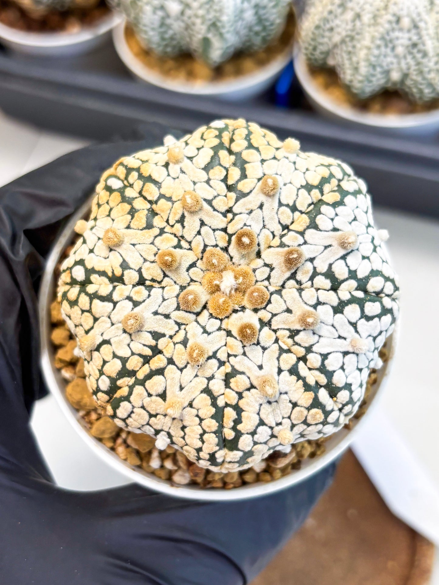 Astrophytum Star Shape (at4) (g2) | Imported Plant