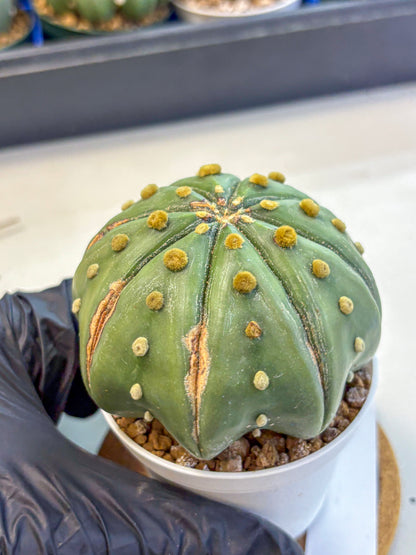 Astrophytum Nudum (at9) (11) | Live Cactus