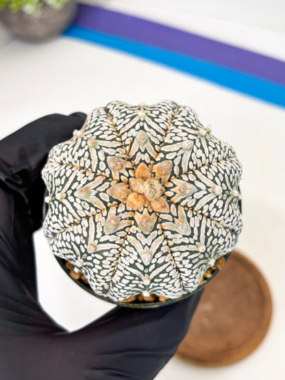 Astrophytum Star Shape (at2) (b5) | Japanese Import