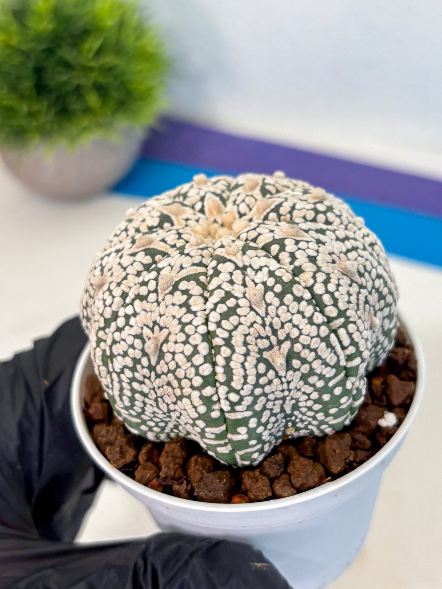Astrophytum V Type (at5) (10) |  Sea urchin cactus