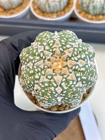 Astrophytum V-Type (at5) (y2) | Rare imported Plant