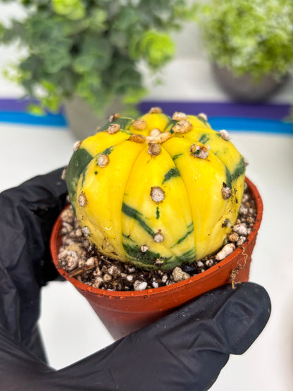 Astrophytum Variegated (T5) (o4) | Nevada Plant Seller | 3" Pot