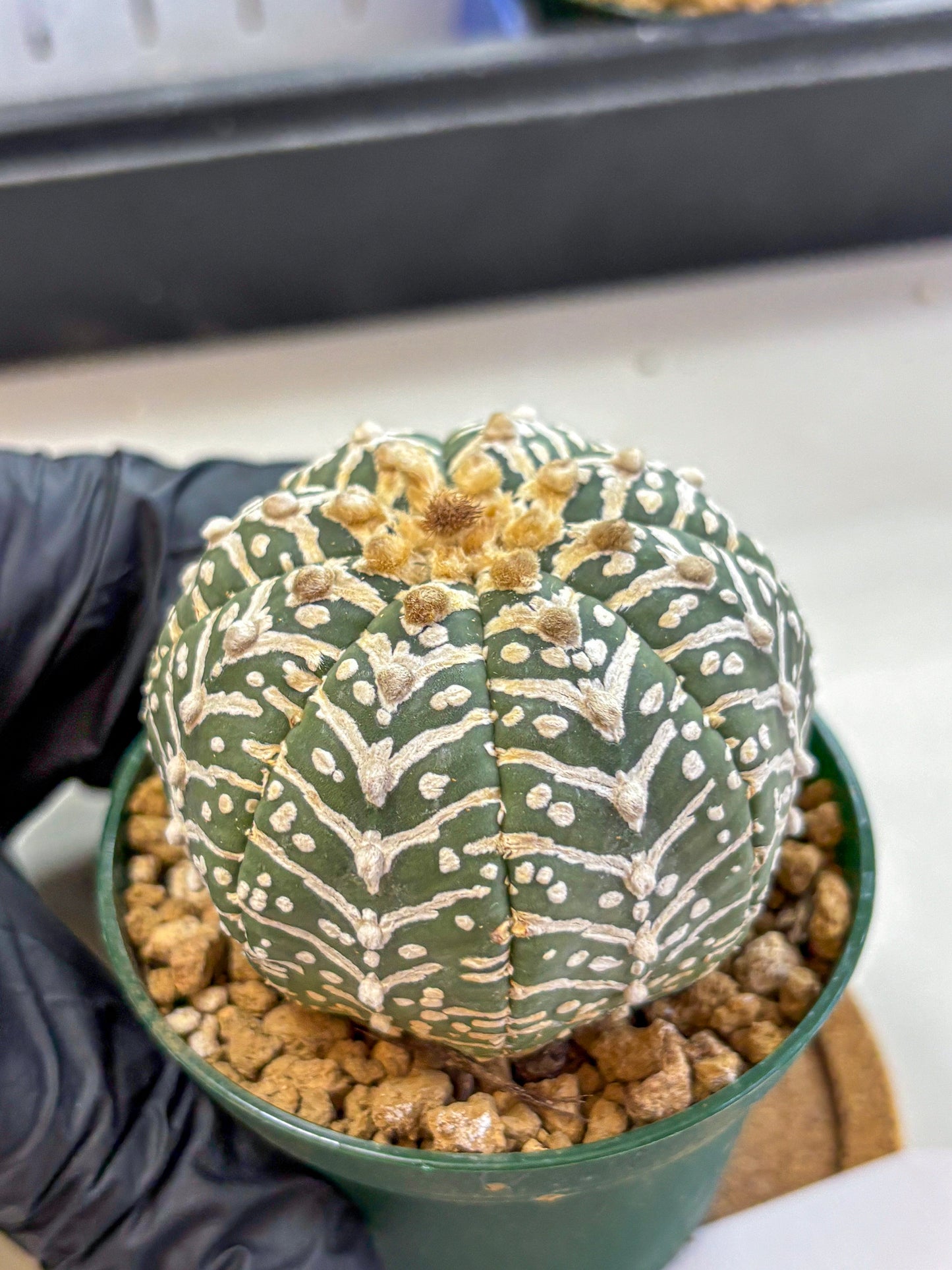 Astrophytum V Type (at2) (11) | Live Plant | Rare Collection