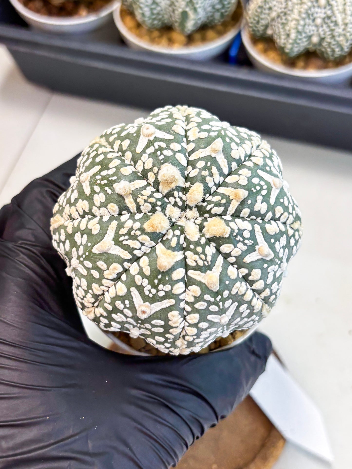 Astrophytum V-Type (at4) (y3) | Ship from Nevada