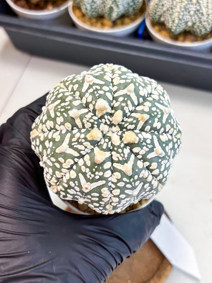 Astrophytum V-Type (at4) (y3) | Ship from Nevada