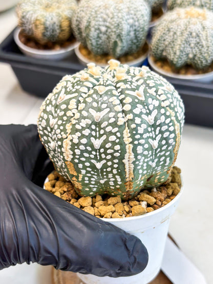 Astrophytum V-Type (at4) (y3) | Ship from Nevada