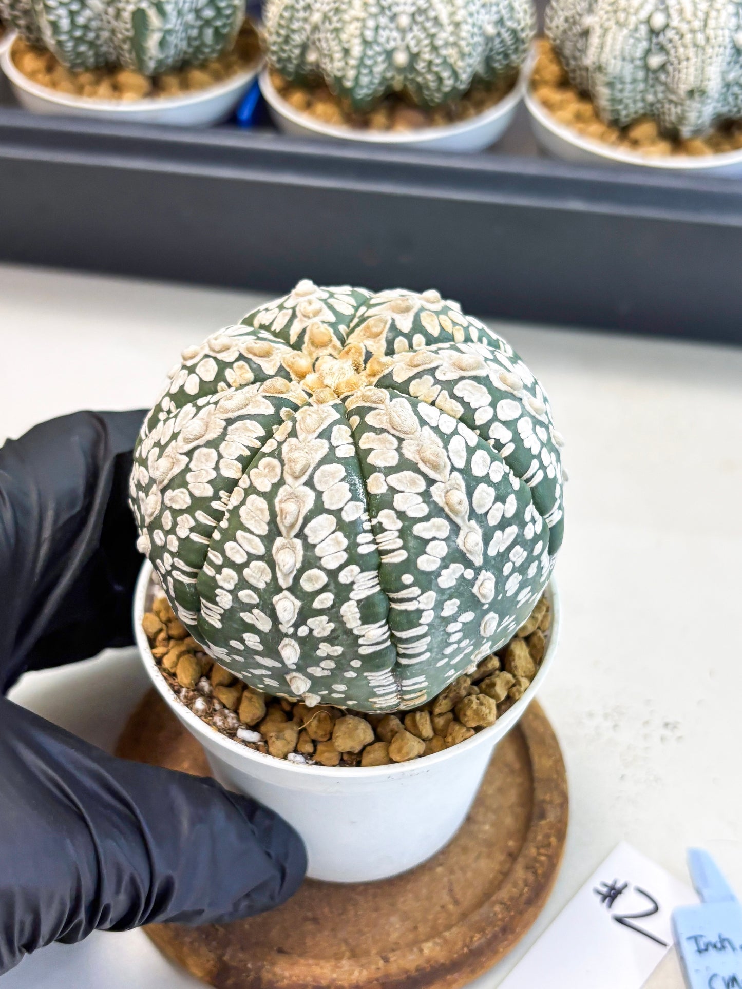 Astrophytum V-Type (at4) (r2) | Ship from Nevada