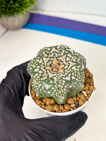 Astrophytum Star Shape (at4) (g3) | Imported Plant