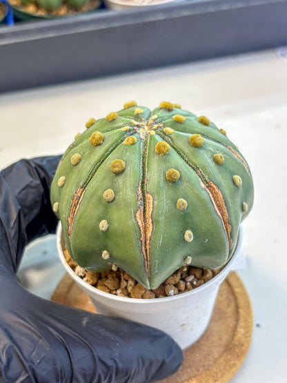 Astrophytum Nudum (at9) (11) | Live Cactus