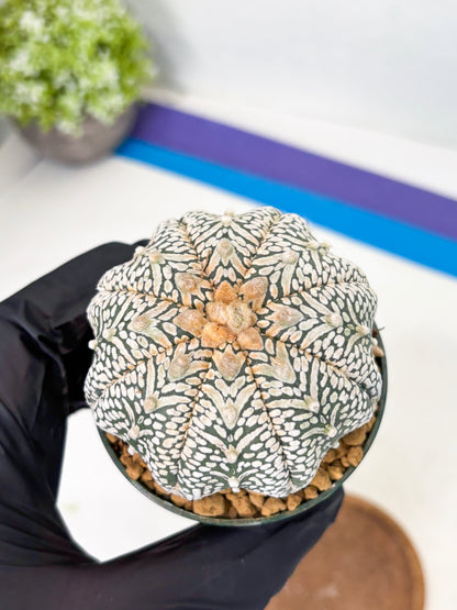 Astrophytum Star Shape (at2) (b5) | Japanese Import