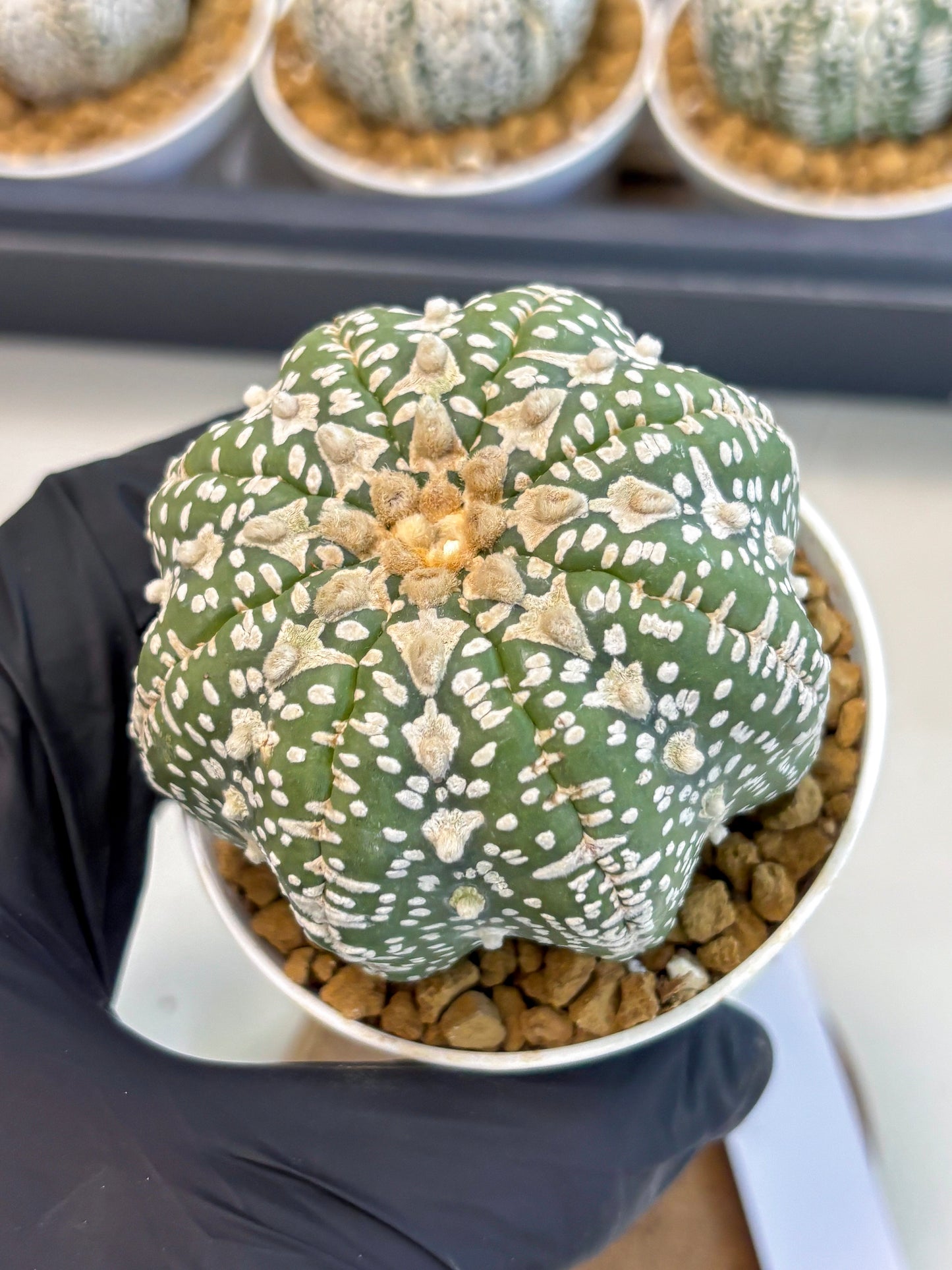 Astrophytum V-Type (at5) (y2) | Rare imported Plant