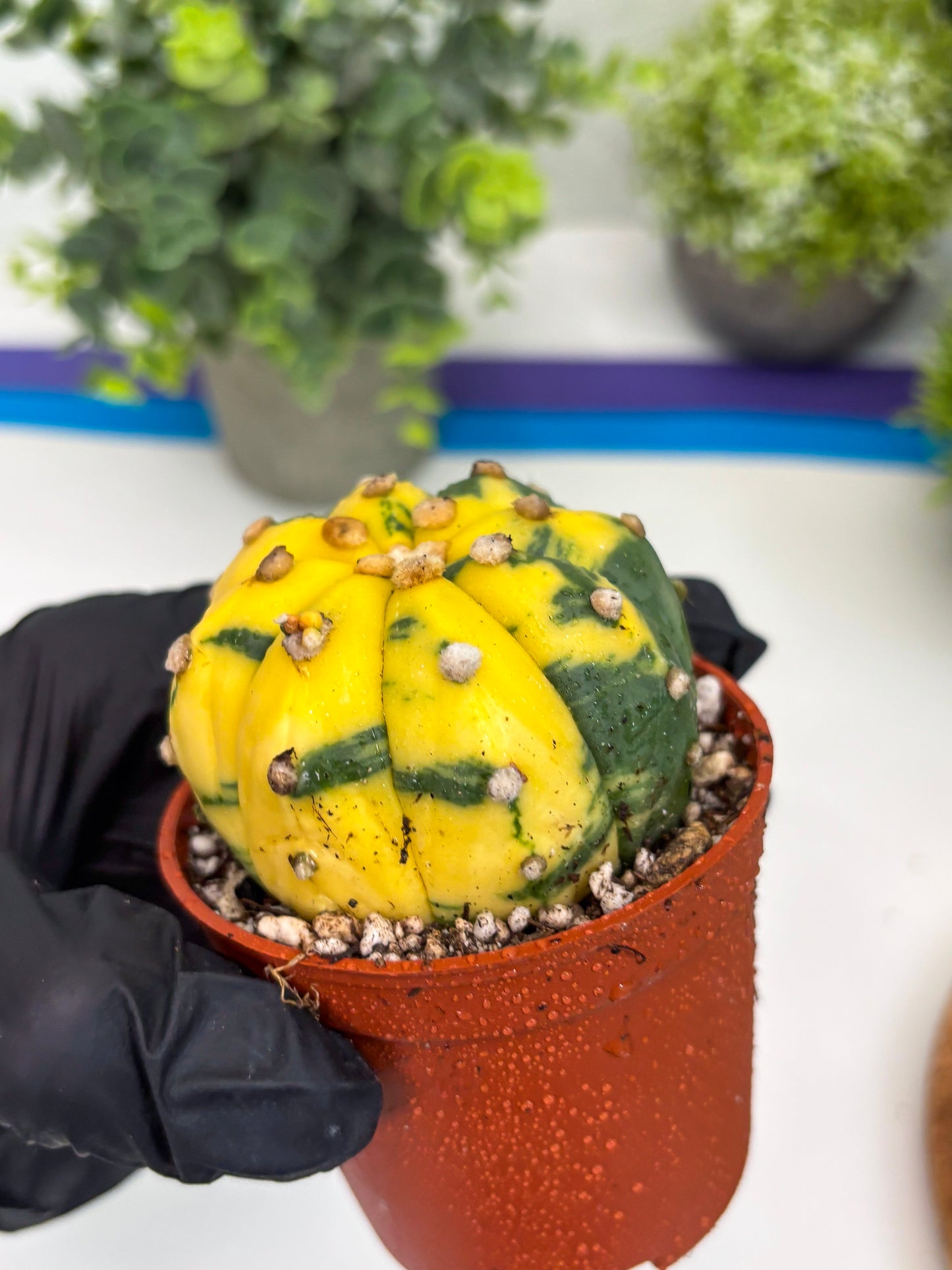 Astrophytum Variegated (T5) (o4) | Nevada Plant Seller | 3" Pot