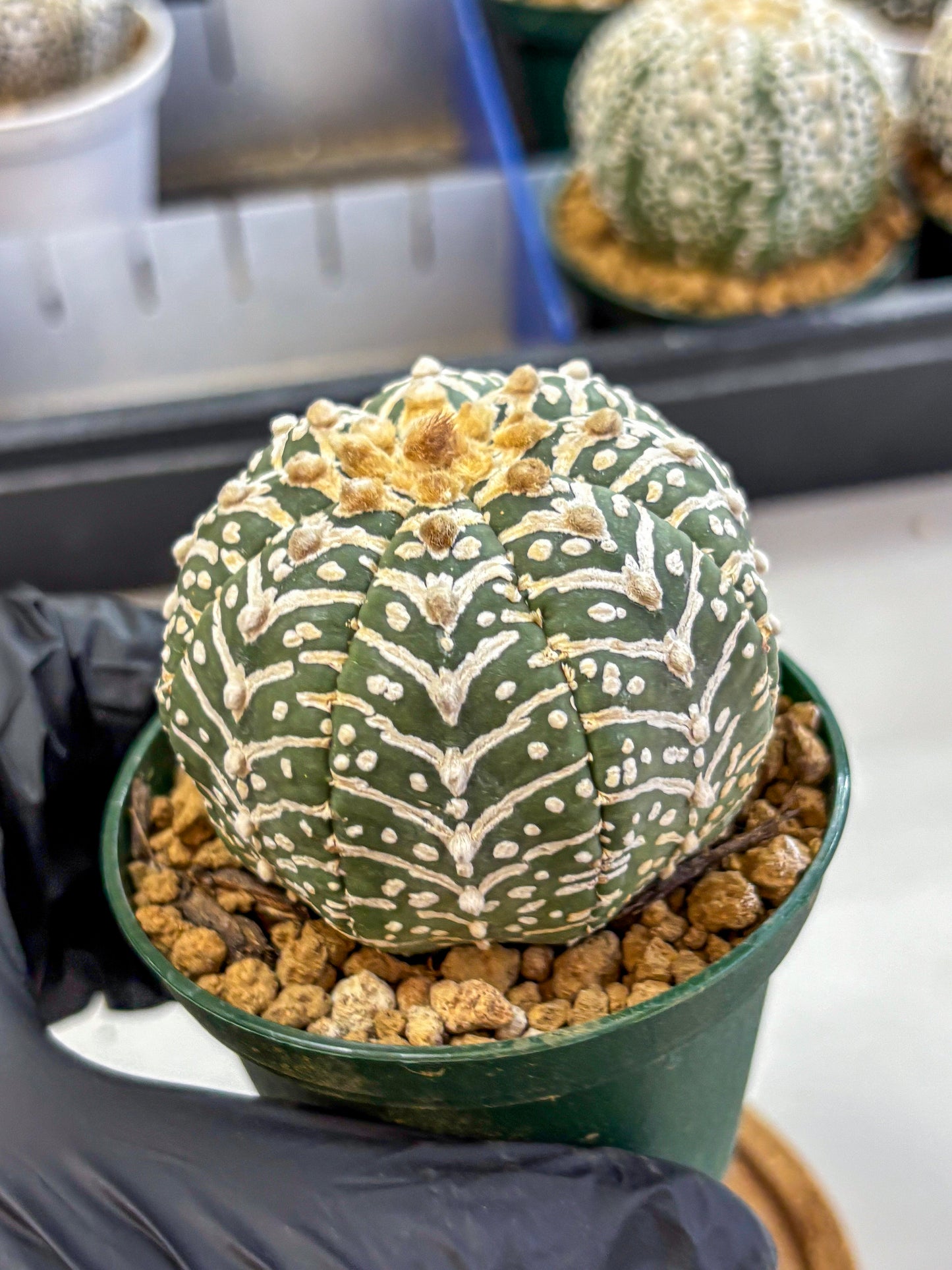 Astrophytum V Type (at2) (11) | Live Plant | Rare Collection