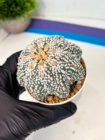Astrophytum Star Shape (at4) (g5) | Imported Plant