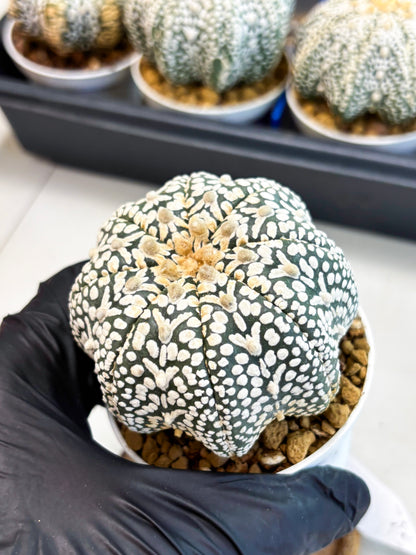 Astrophytum V-Type (at4) (y6) | Ship from Nevada