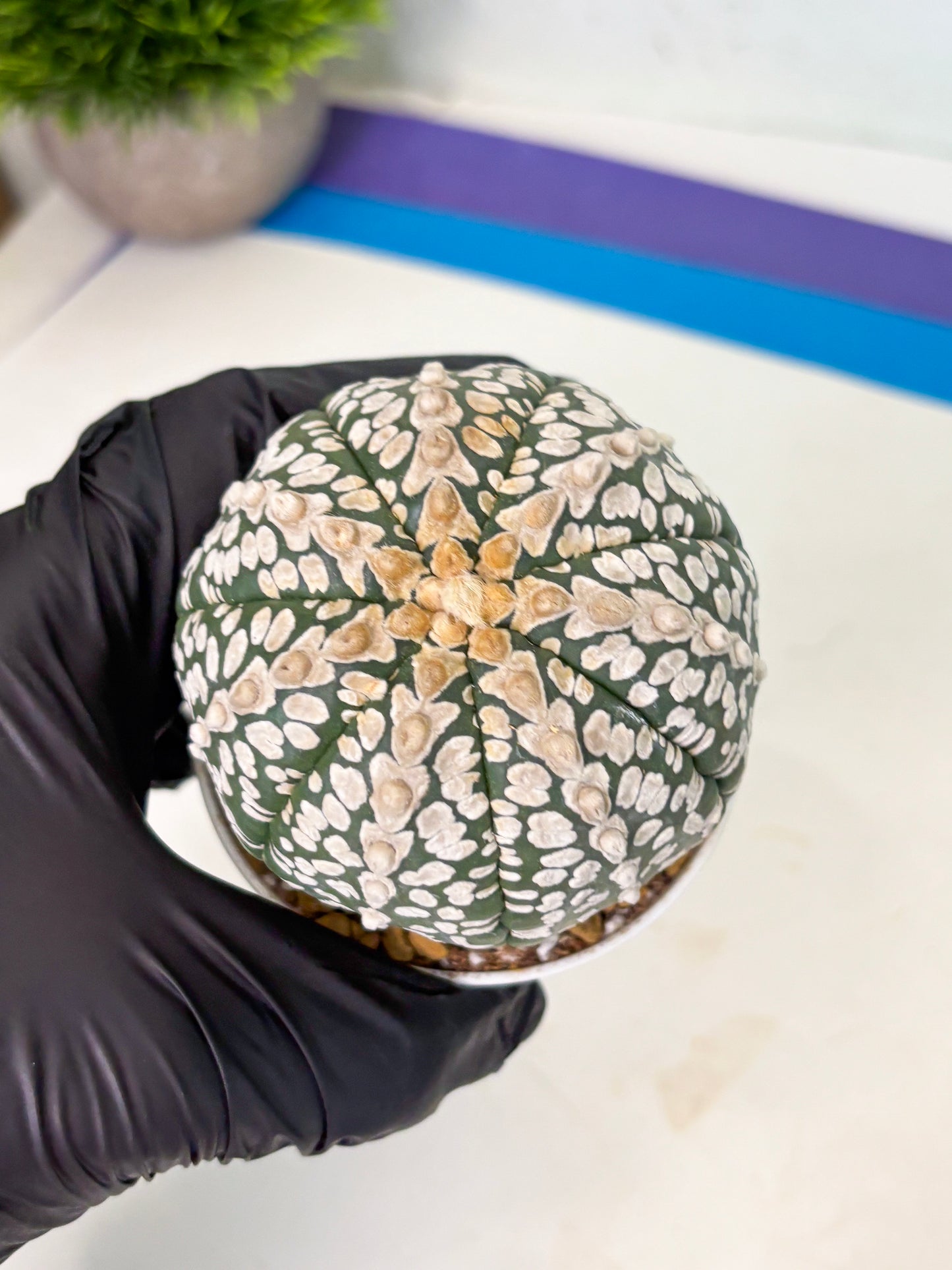 Astrophytum V-Type (at4) (r2) | Ship from Nevada