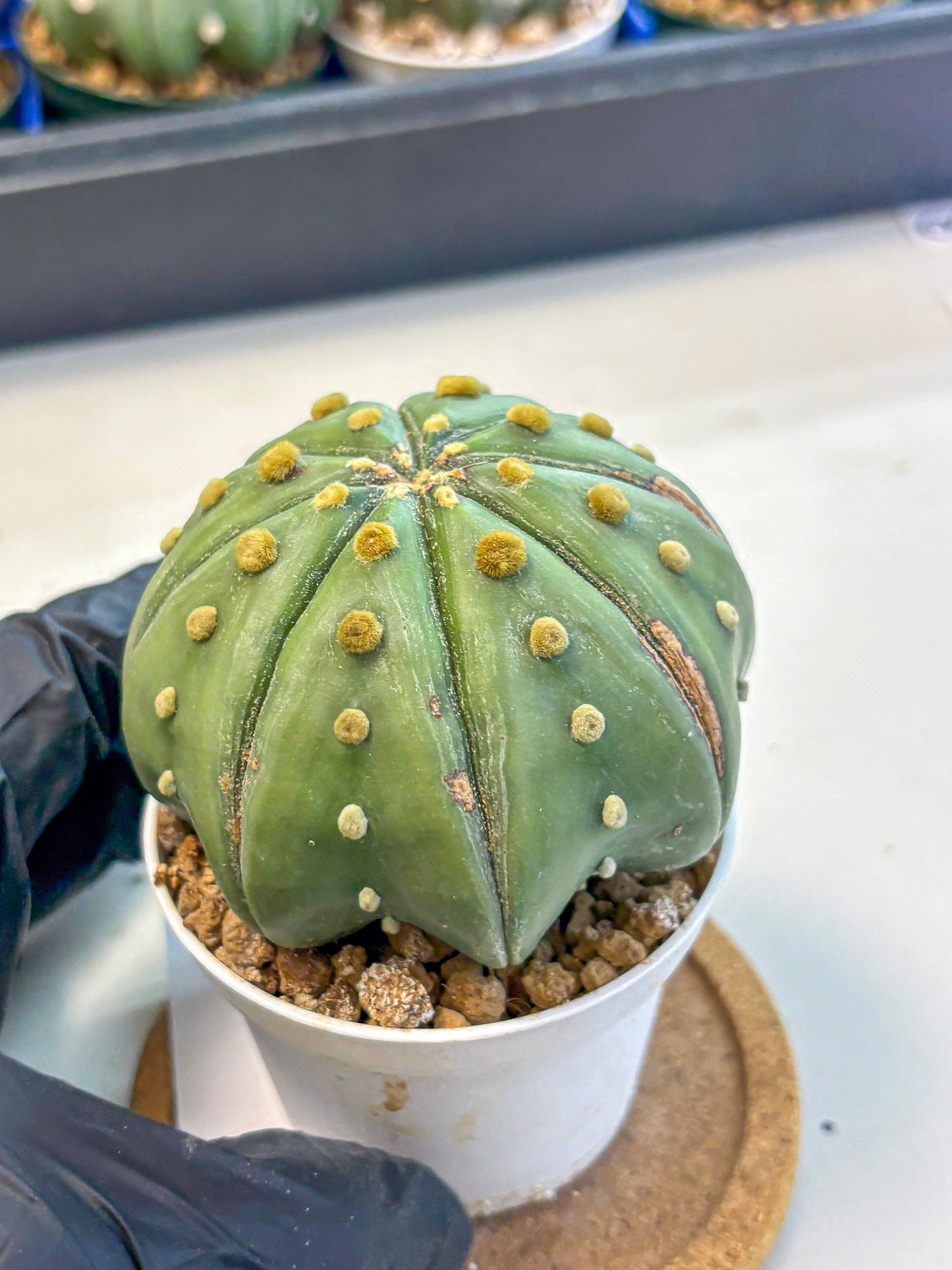 Astrophytum Nudum (at9) (11) | Live Cactus
