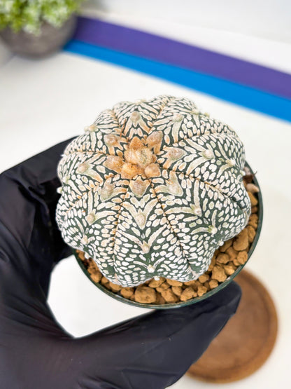 Astrophytum Star Shape (at2) (b5) | Japanese Import