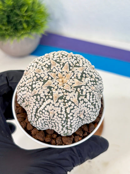 Astrophytum V Type (at5) (10) |  Sea urchin cactus