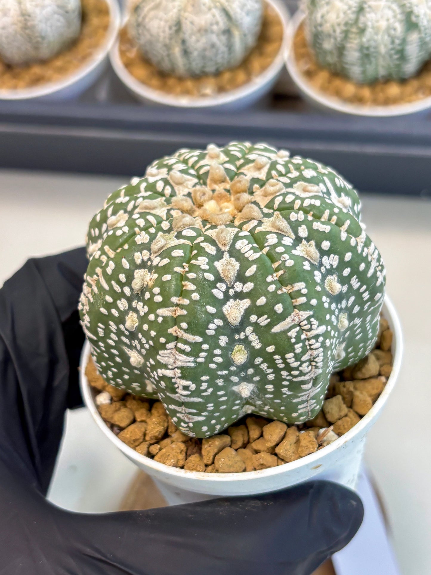 Astrophytum V-Type (at5) (y2) | Rare imported Plant