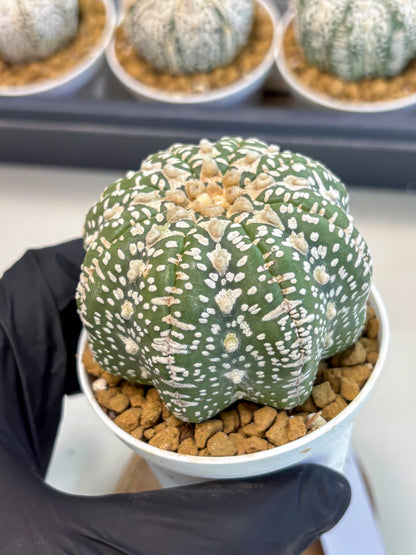 Astrophytum V-Type (at5) (y2) | Rare imported Plant