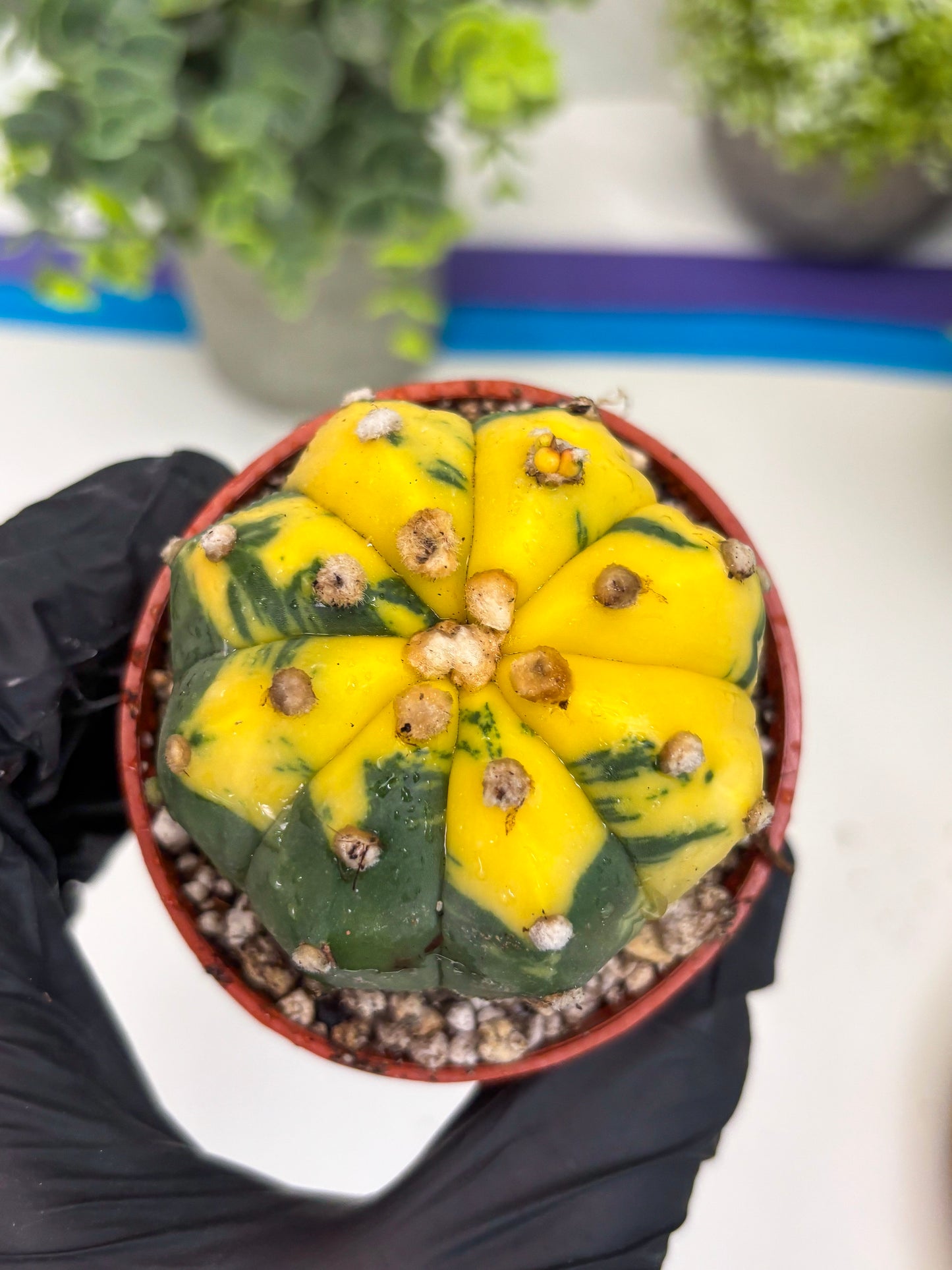 Astrophytum Variegated (T5) (o4) | Nevada Plant Seller | 3" Pot