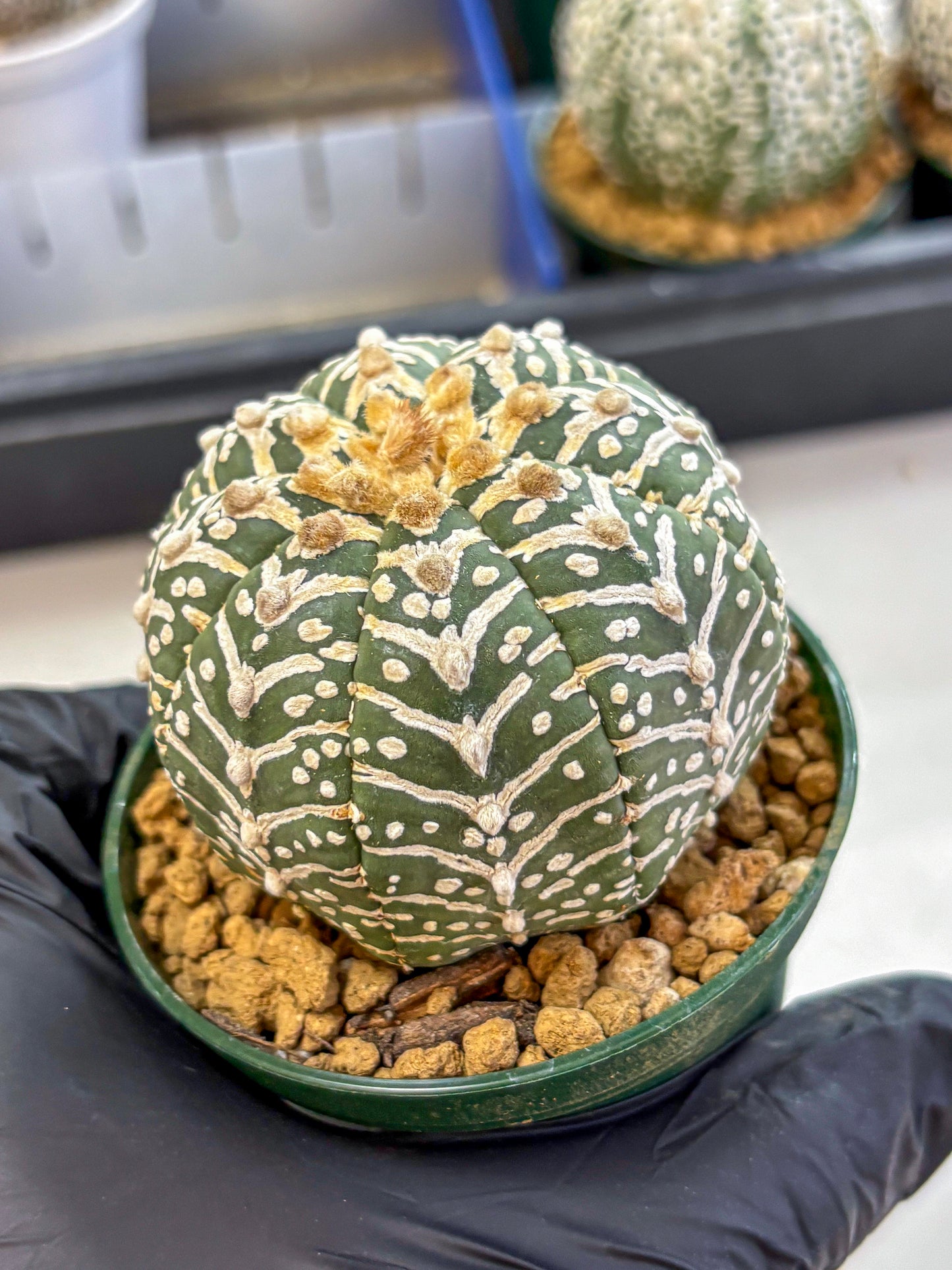 Astrophytum V Type (at2) (11) | Live Plant | Rare Collection