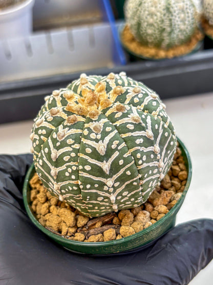 Astrophytum V Type (at2) (11) | Live Plant | Rare Collection