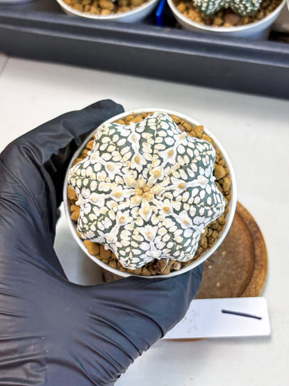 Astrophytum Star Shape (at4) (g1) | Imported Plant