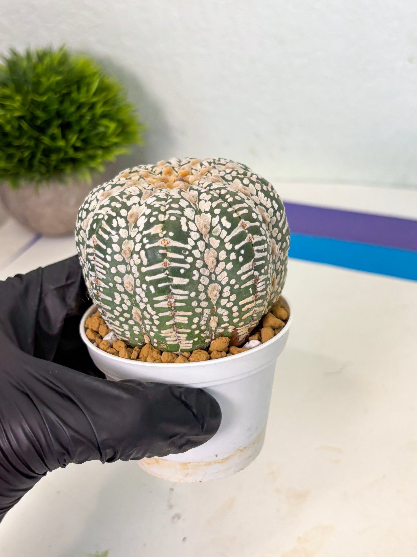 Astrophytum V-Type (at4) (r3) | Ship from Nevada