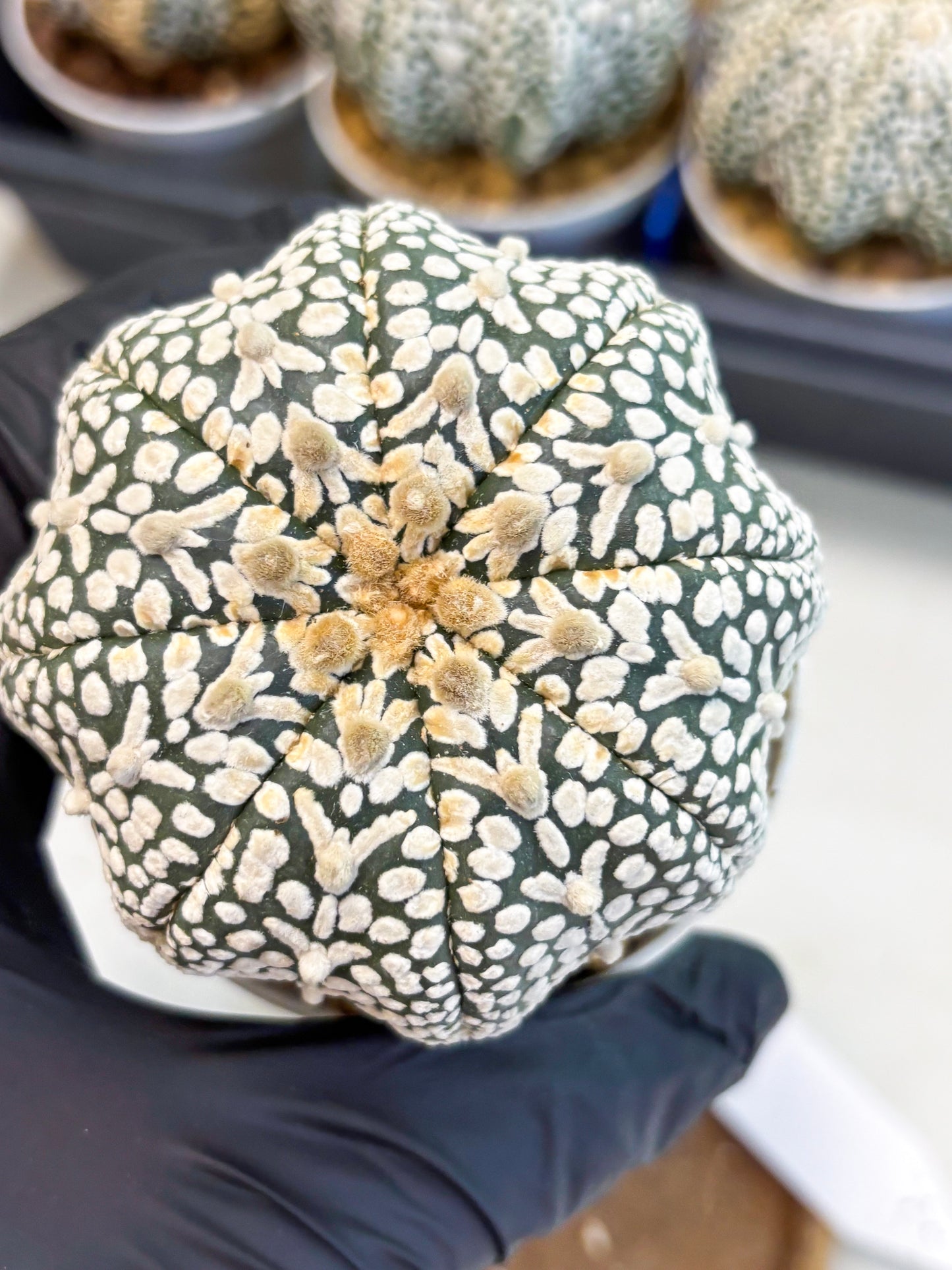 Astrophytum V-Type (at4) (y6) | Ship from Nevada