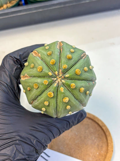 Astrophytum Nudum (at9) (11) | Live Cactus